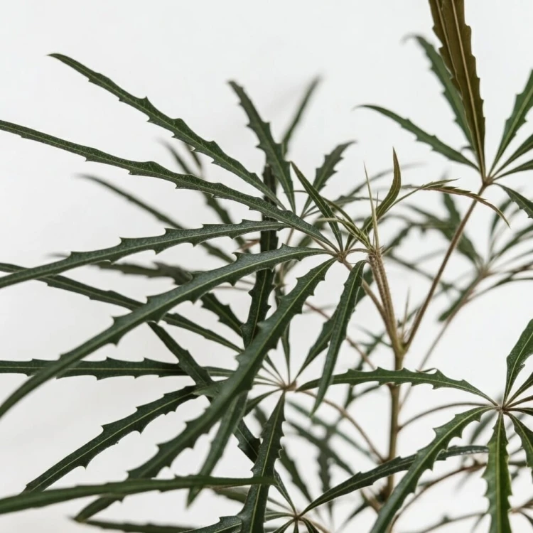 Schefflera Dizygotheca elegantissima Szeflera Dizygoteka P11 #3