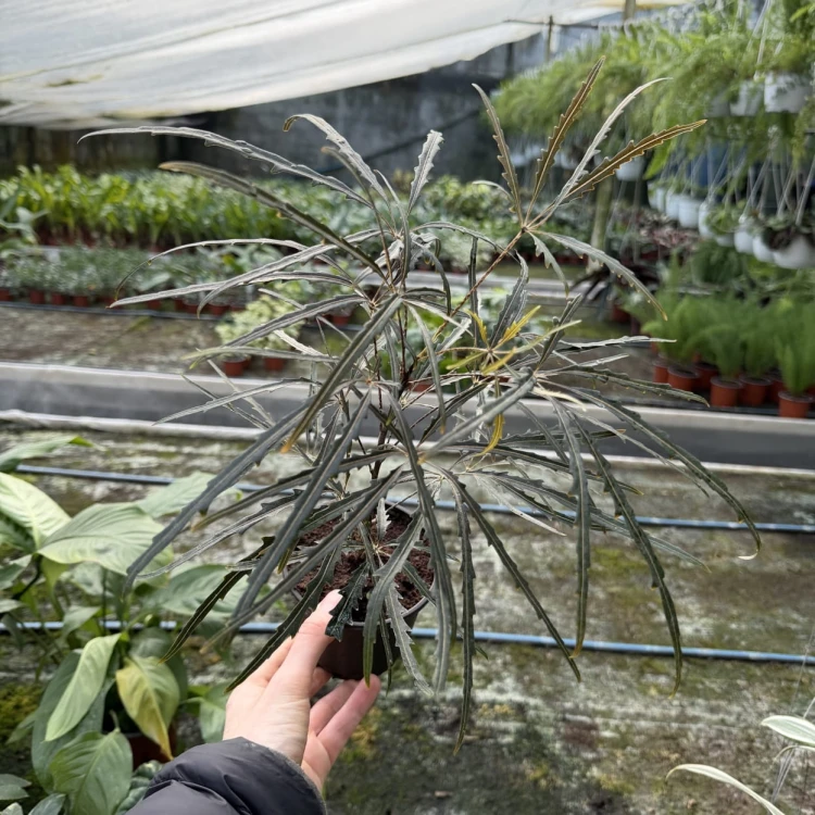 Schefflera Dizygotheca elegantissima Szeflera Dizygoteka P11 #5
