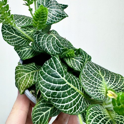 Fittonia verschaffeltii Bianco Verde Fitonia P9 #2