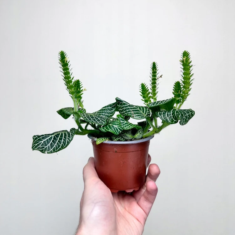 Fittonia verschaffeltii Bianco Verde Fitonia P9 #3