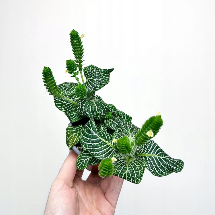 Fittonia verschaffeltii Bianco Verde Fitonia P9 #4