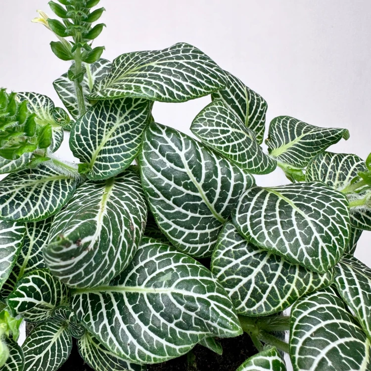 Fittonia verschaffeltii Bianco Verde Fitonia P9 #5