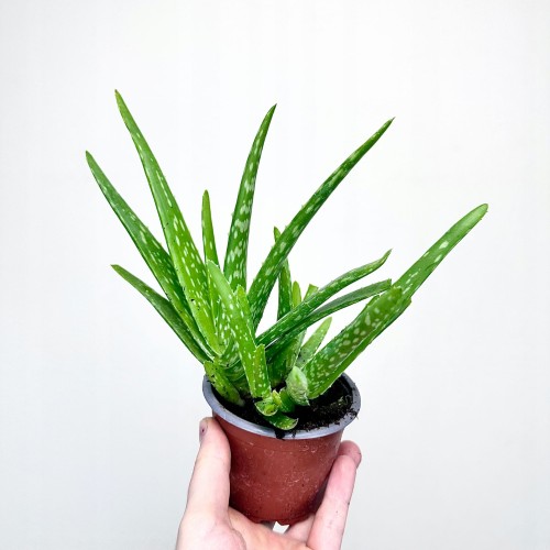 Aloes Aloe Vera var. chinensis P9 #1