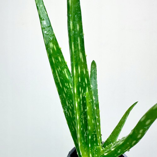 Aloes Aloe Vera var. chinensis P9 #2