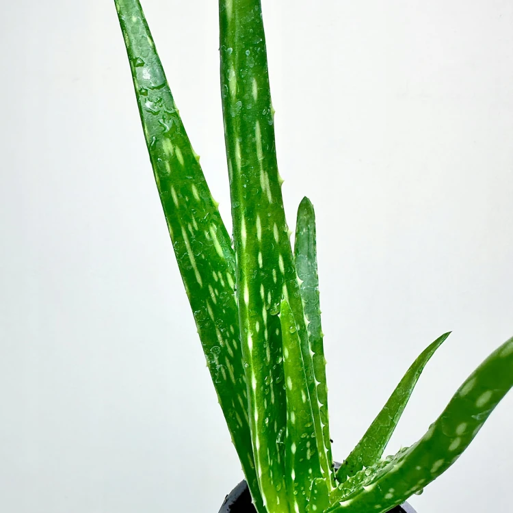 Aloes Aloe Vera var. chinensis P9 #2