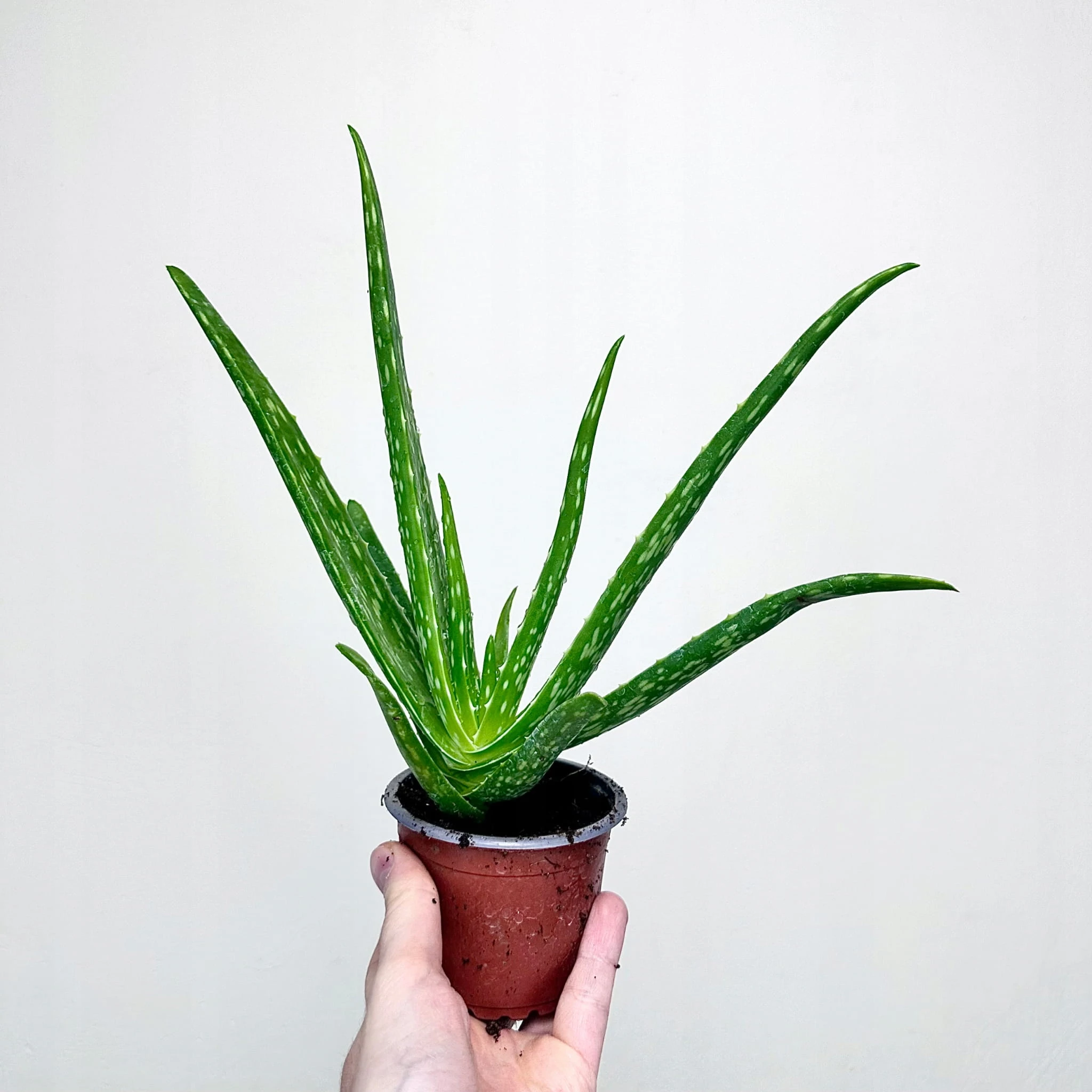 Aloes Aloe Vera var. chinensis P9 - ReplinKwiaty