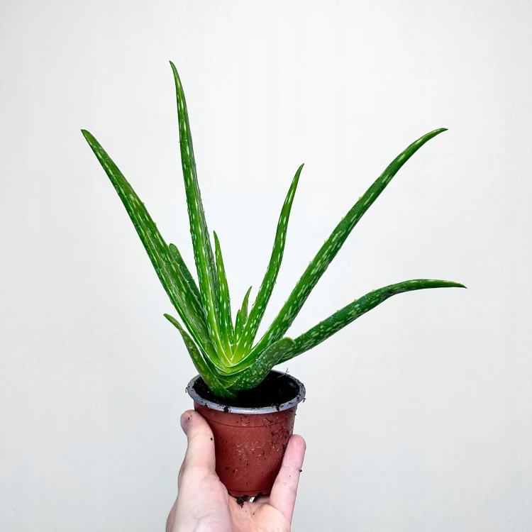 Aloes Aloe Vera var. chinensis P9 #3