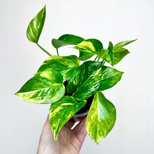 Epipremnum N'Joy Gold P9 #1
