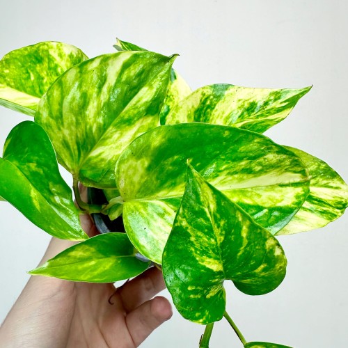 Epipremnum N'Joy Gold P9 #2