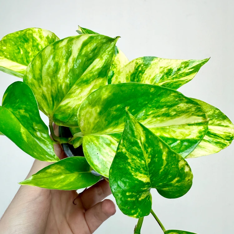 Epipremnum N'Joy Gold P9 #2
