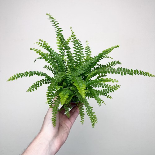 Paproć Duffy Nephrolepis P9 #1