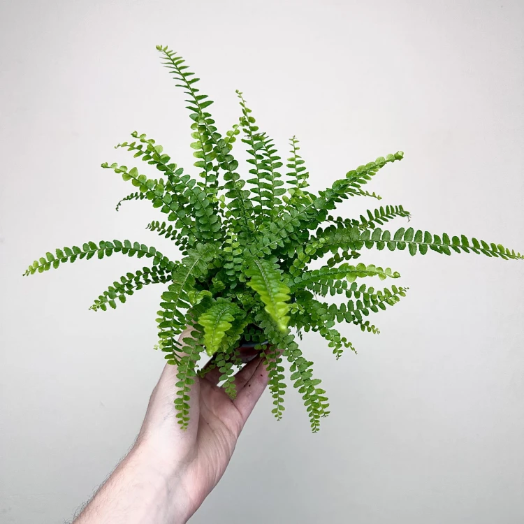 Paproć Duffy Nephrolepis P9 #1