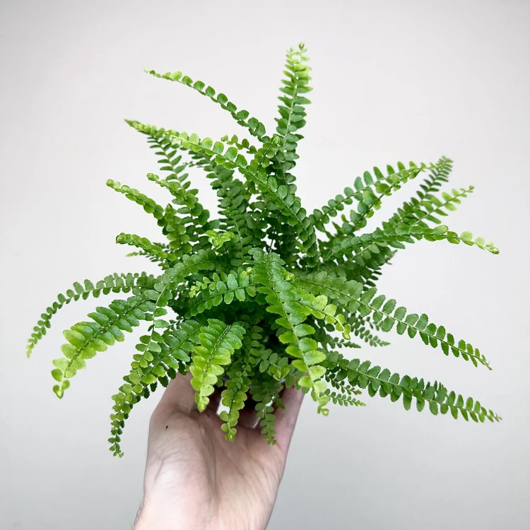 Paproć Duffy Nephrolepis P9 #2
