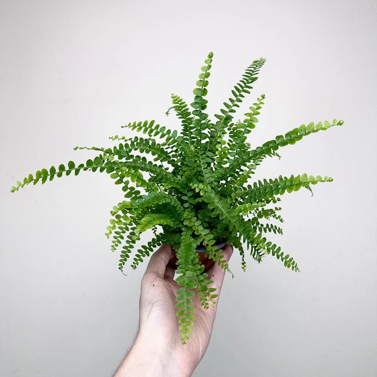Paproć Duffy Nephrolepis P9 #3