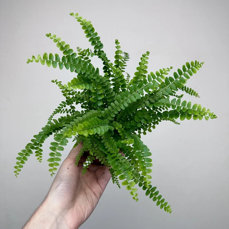 Paproć Duffy Nephrolepis P9 #4