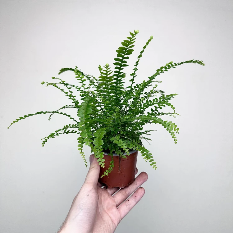 Paproć Duffy Nephrolepis P9 #5