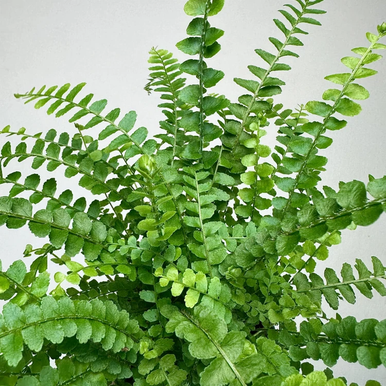 Paproć Duffy Nephrolepis P9 #6