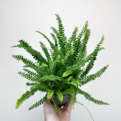 Paproć Duffy Nephrolepis P11 #1
