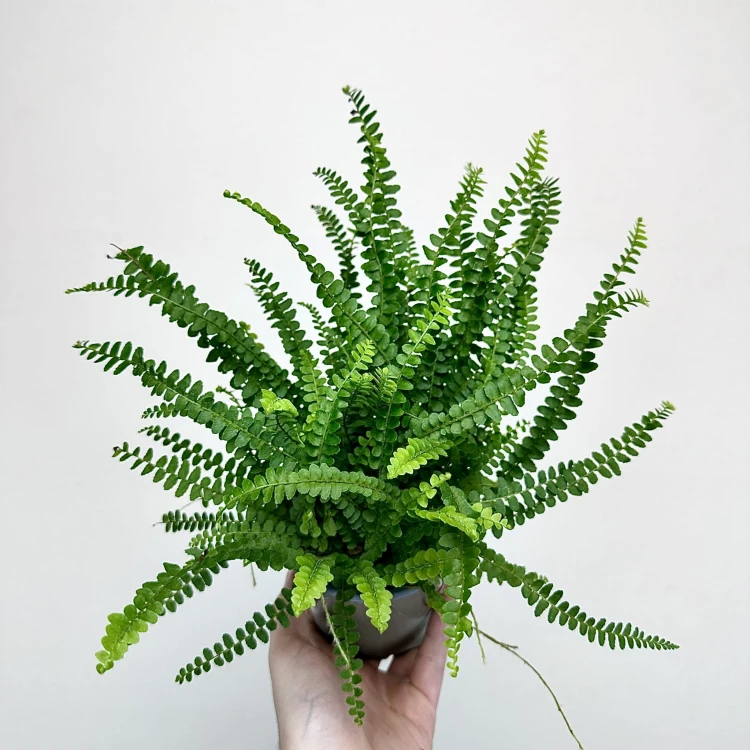 Paproć Duffy Nephrolepis P11 #1