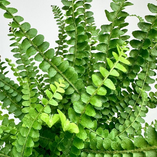 Paproć Duffy Nephrolepis P11 #2