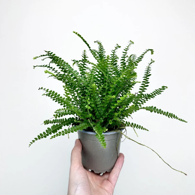 Paproć Duffy Nephrolepis P11 #3