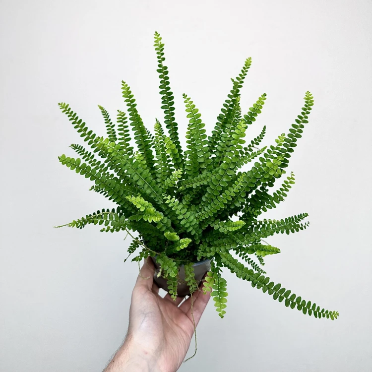 Paproć Duffy Nephrolepis P11 #4