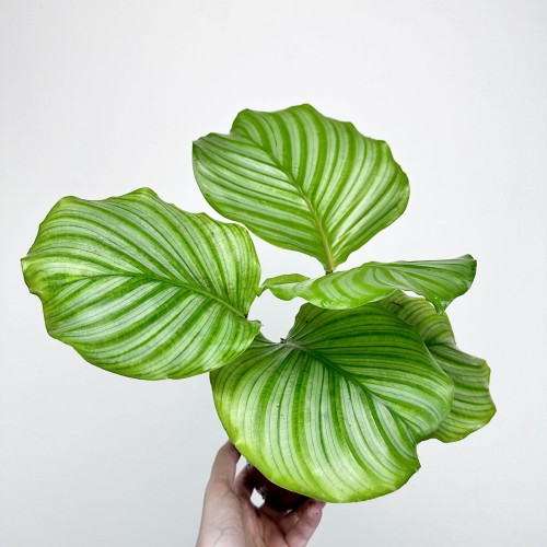 Calathea orbifolia Kalatea okrągłolistna #1