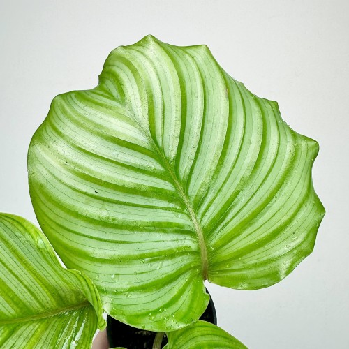 Calathea orbifolia Kalatea okrągłolistna #2