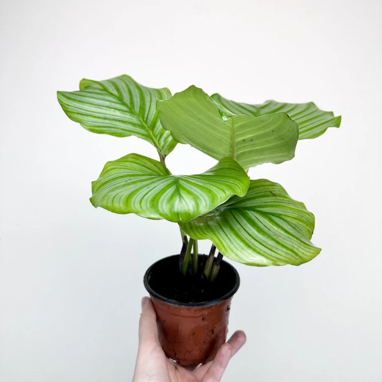 Calathea orbifolia Kalatea okrągłolistna #3