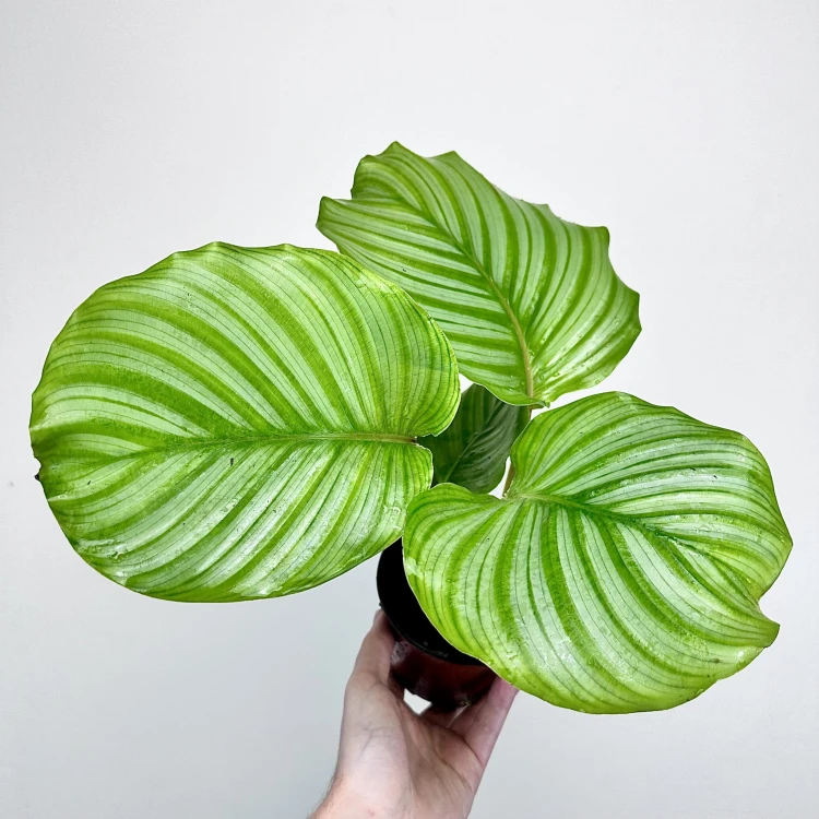 Calathea orbifolia Kalatea okrągłolistna #4