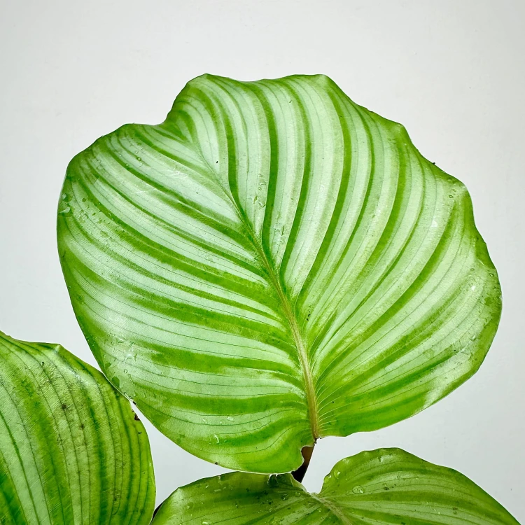 Calathea orbifolia Kalatea okrągłolistna #5