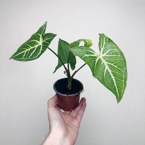 Syngonium Vellozianum P9 #1