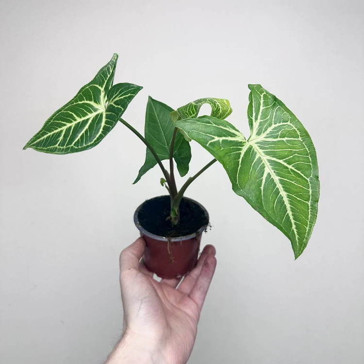Syngonium Vellozianum P9 #1