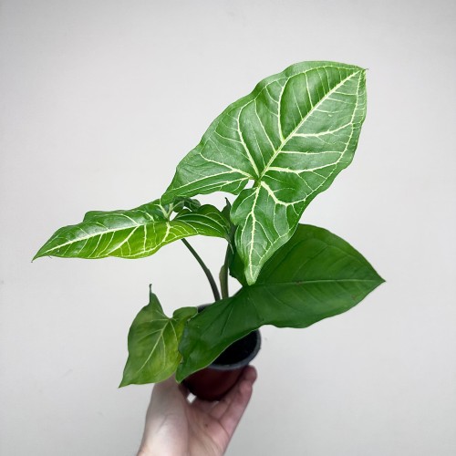 Syngonium Vellozianum P9 #2