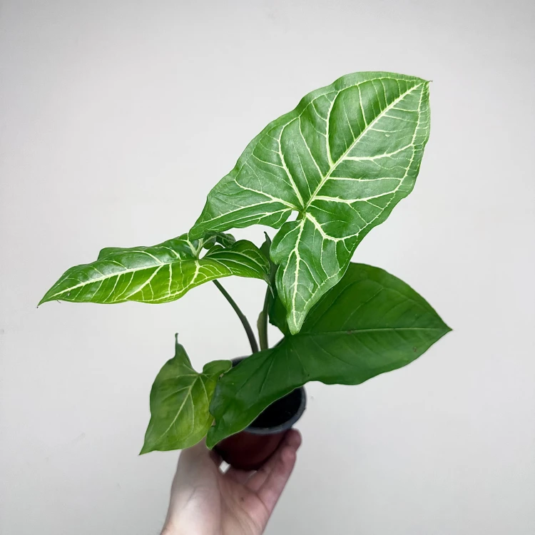 Syngonium Vellozianum P9 #2