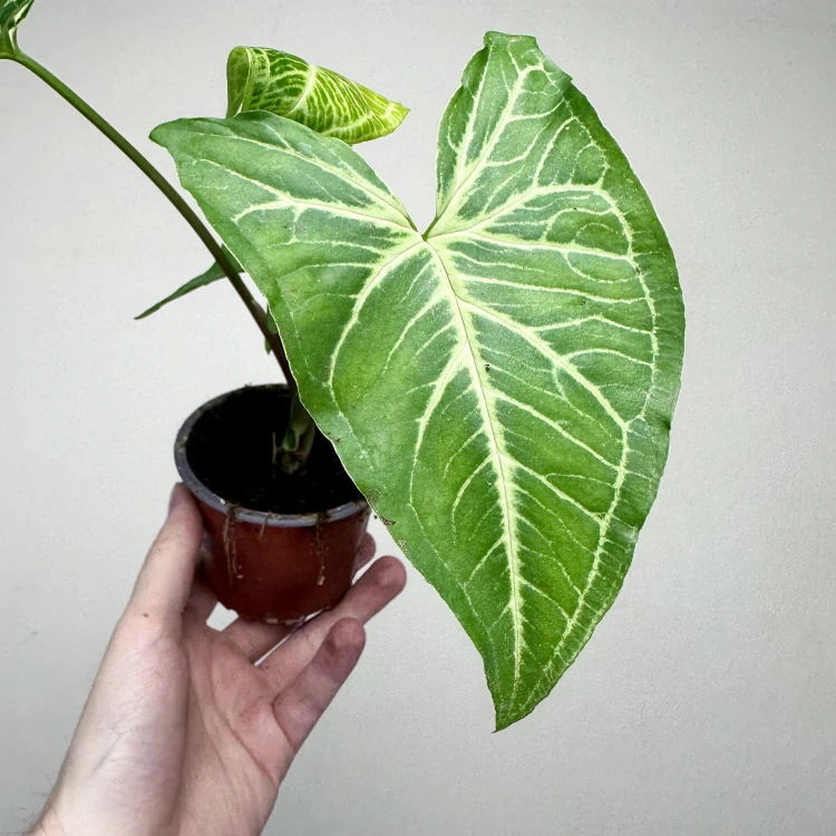 Syngonium Vellozianum P9 #3