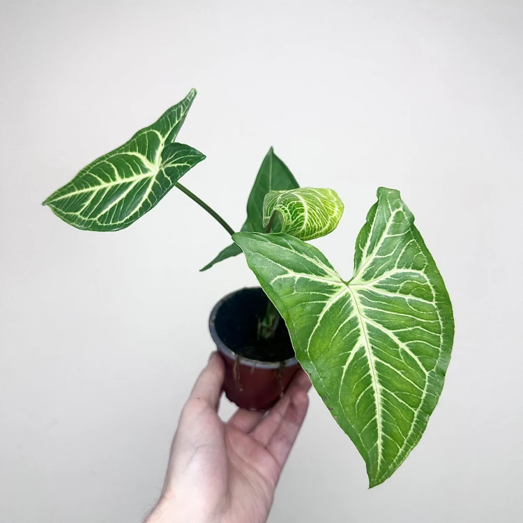 Syngonium Vellozianum P9 #4