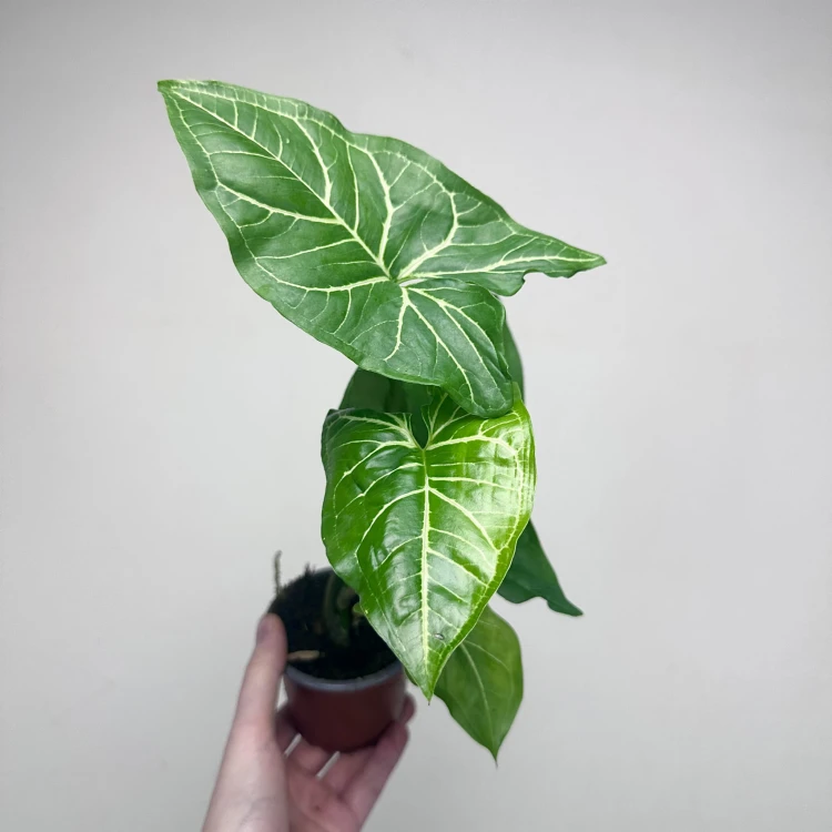 Syngonium Vellozianum P9 #5