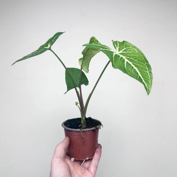 Syngonium Vellozianum P9 #6