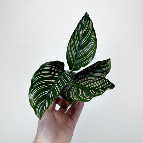 Calathea ornata Sanderiana Kalatea P9 #1
