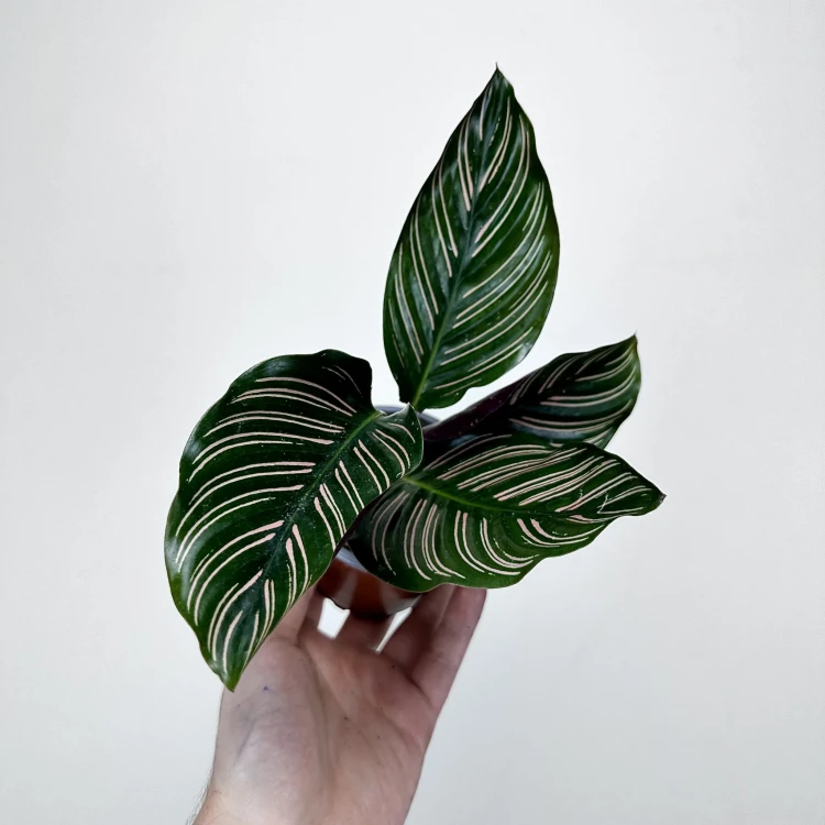 Calathea ornata Sanderiana Kalatea P9 #1