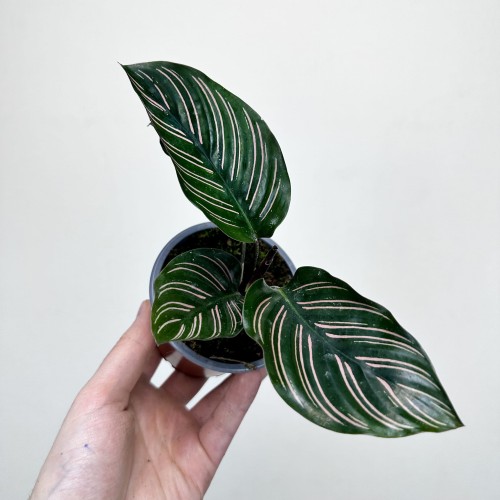 Calathea ornata Sanderiana Kalatea P9 #2