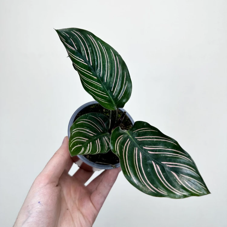 Calathea ornata Sanderiana Kalatea P9 #2