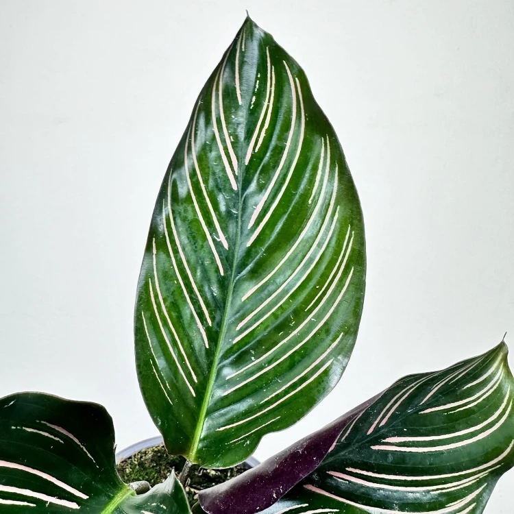 Calathea ornata Sanderiana Kalatea P9 #3