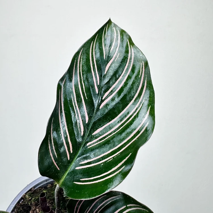 Calathea ornata Sanderiana Kalatea P9 #4