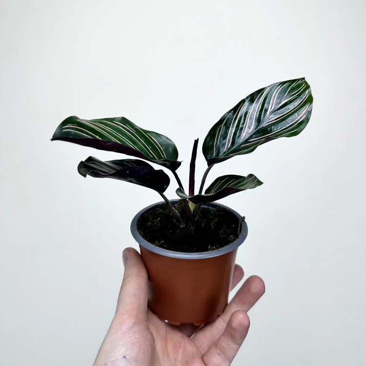 Calathea ornata Sanderiana Kalatea P9 #5