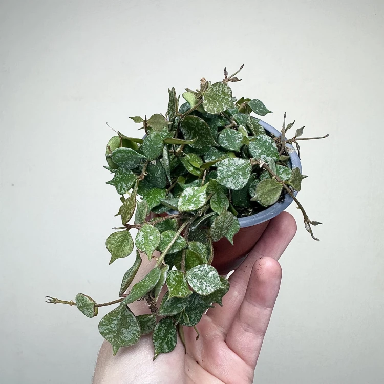Hoya Curtisii Hoja P9 #2