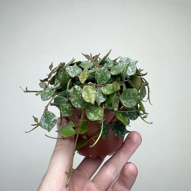 Hoya Curtisii Hoja P9 #3