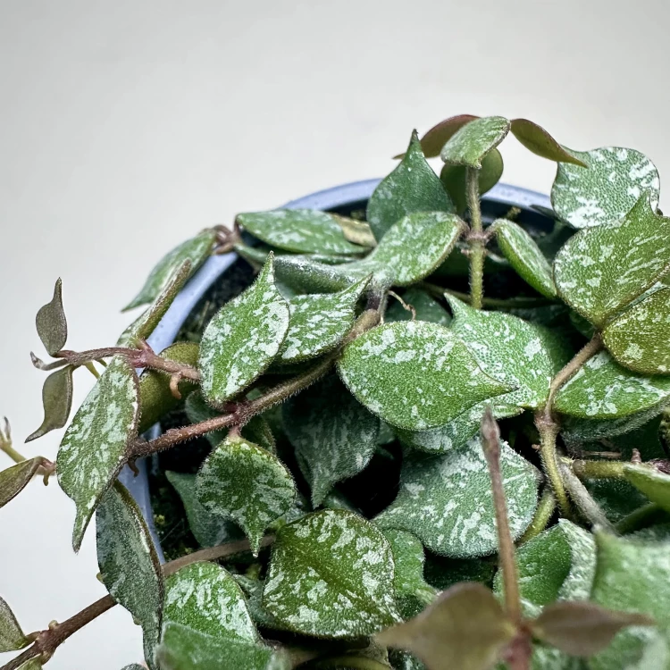 Hoya Curtisii Hoja P9 #4