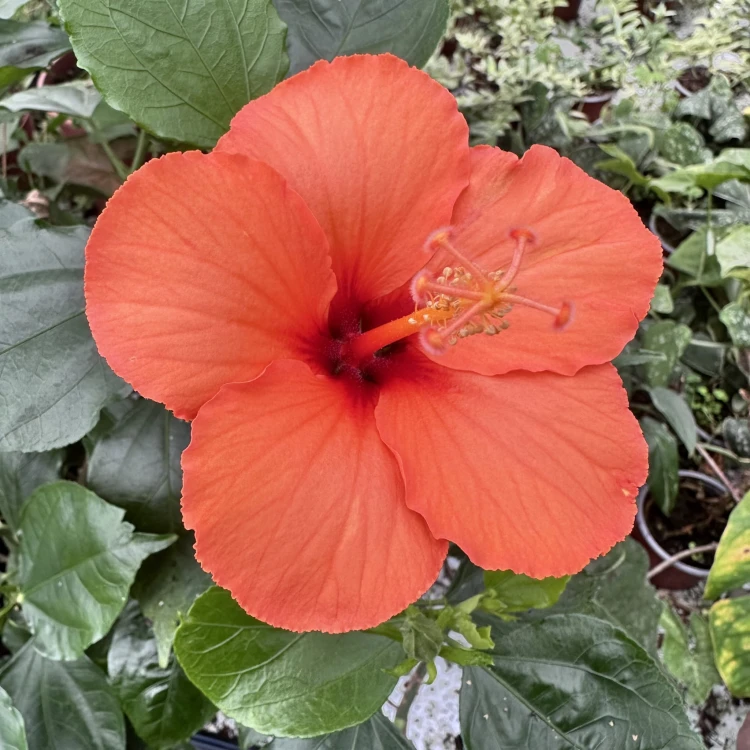 Hibiskus Pomarańczowy Hibiscus P9 #8